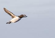Trottellumme - Guillemot  (Uria aalge)